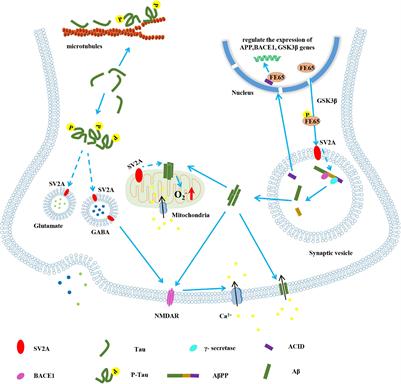 Positron Emission Computed Tomography Imaging of Synaptic Vesicle Glycoprotein 2A in Alzheimer’s Disease